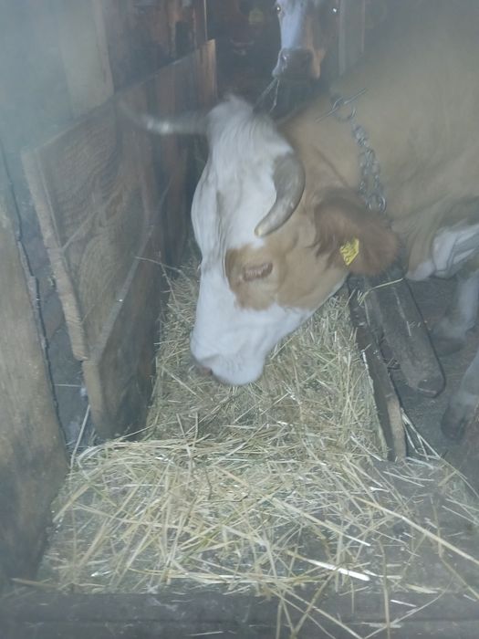 Vând baloți de paie de orz
