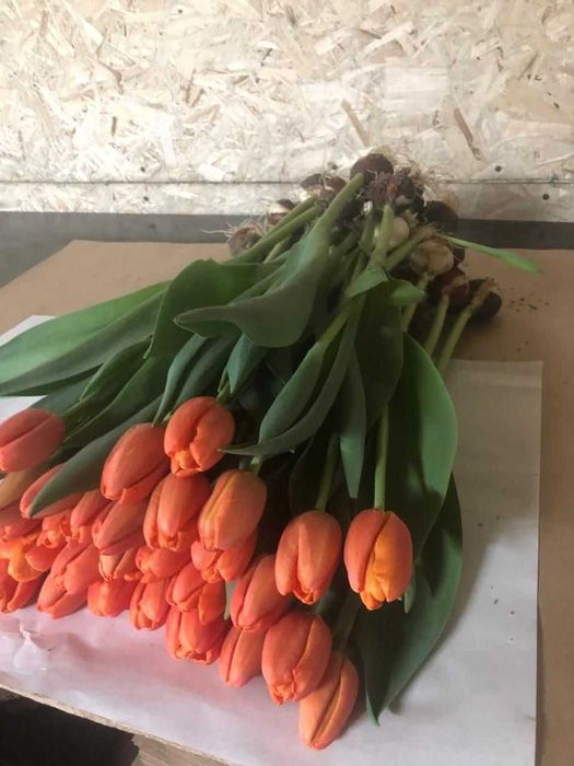 Тюльпаны крупные.