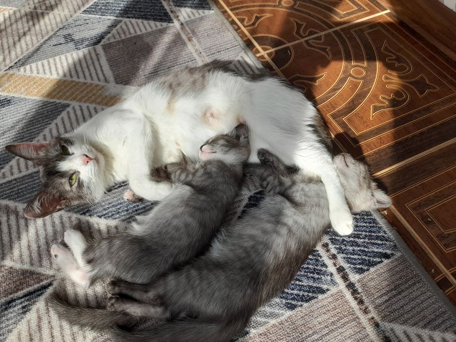 Котята бесплатно