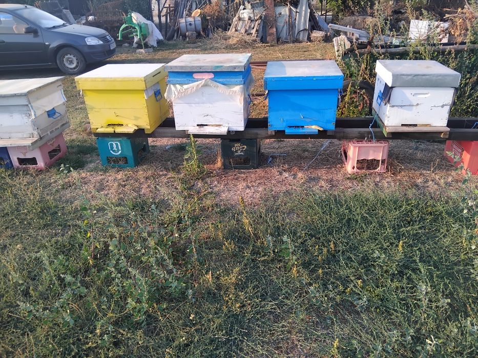 Ofer spre vânzare familii de albine