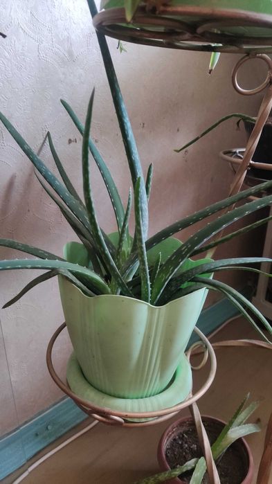 Цветы комнатные Алоэ Вера