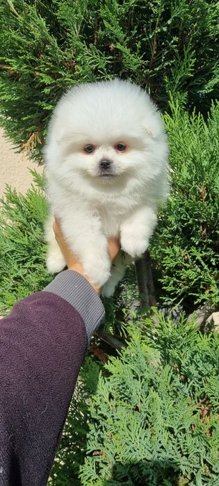 Померан померанче