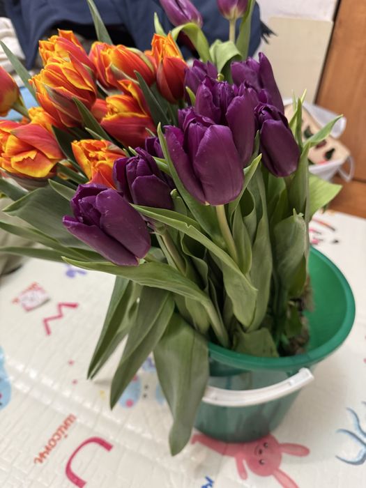 тюлпаны цветы пионовидые