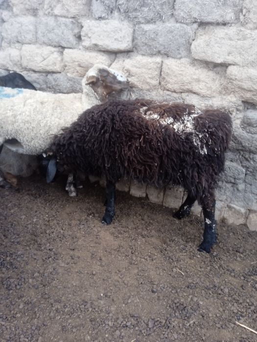 Продается овцы двух годовалый