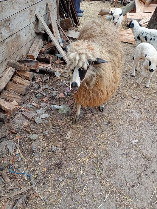 Oi de vânzare tinere 5 buc