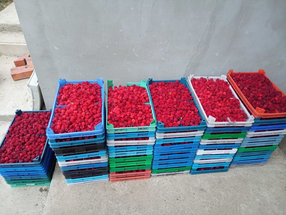 Vând butași de zmeură bine iradacinati