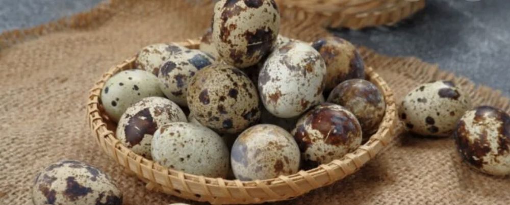 Ouă de prepeliță