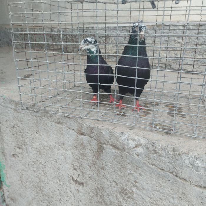 Рябагаловые чубати пара гатовый
