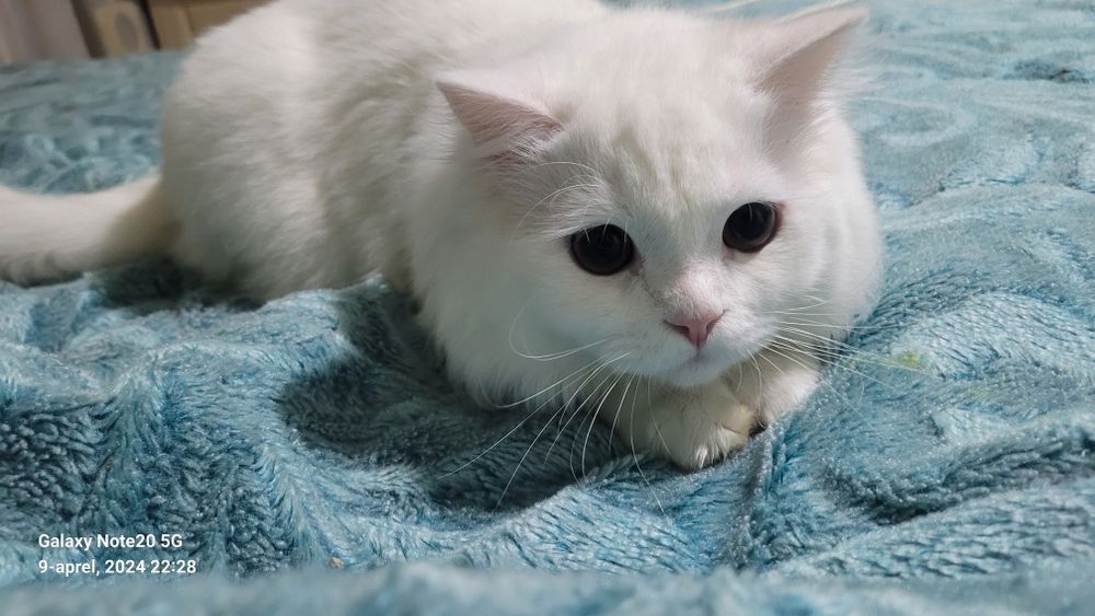 Mushuk:Scotish strayt heylend o'g'il bola 1yosh