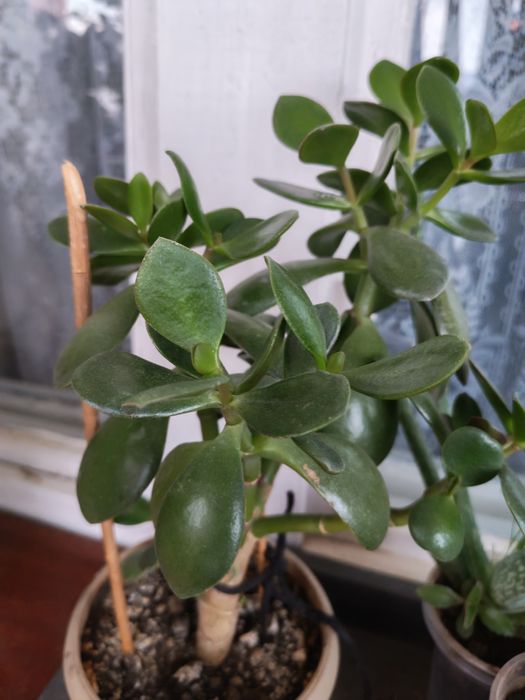 Продам алоэ и денежное дерево