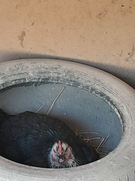 Honadon tovuqlari sotiladi