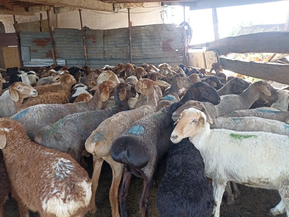 Кой кой  токты козы сек марка