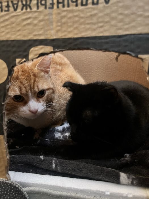 Отдам котов в хорошие руки