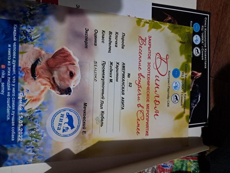 Породный кобель для вязки