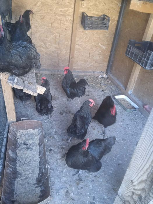 Oua incubat rasa Australorp