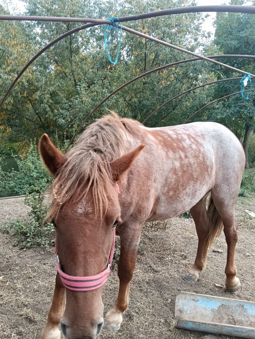 Vand manza de 1 an si 10 luni