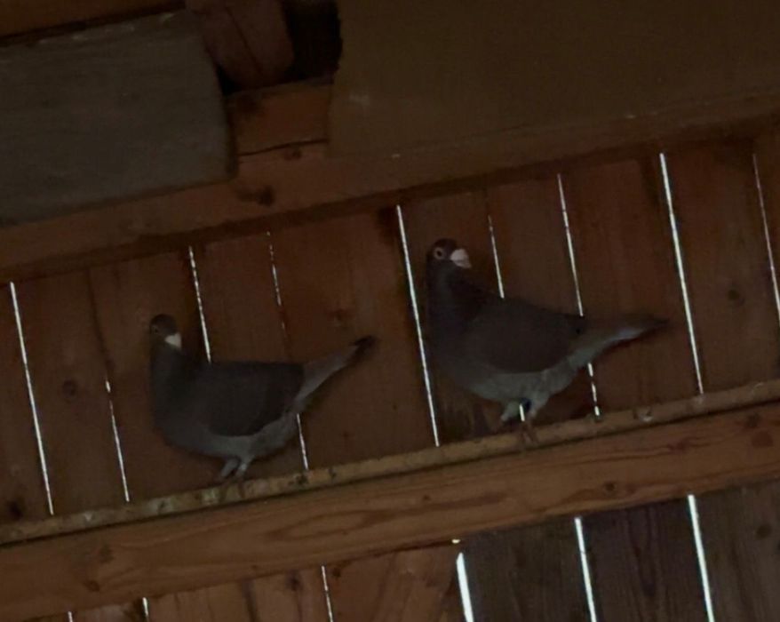 Vând pereche voiajori stil vechi pe rosu