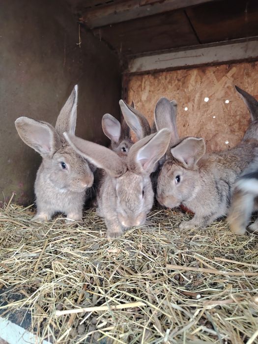 Iepurasi urias german