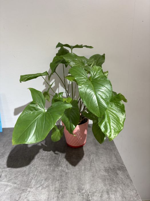 Сингониум в керамическом горшке