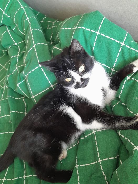 Отдам даром. Котик.