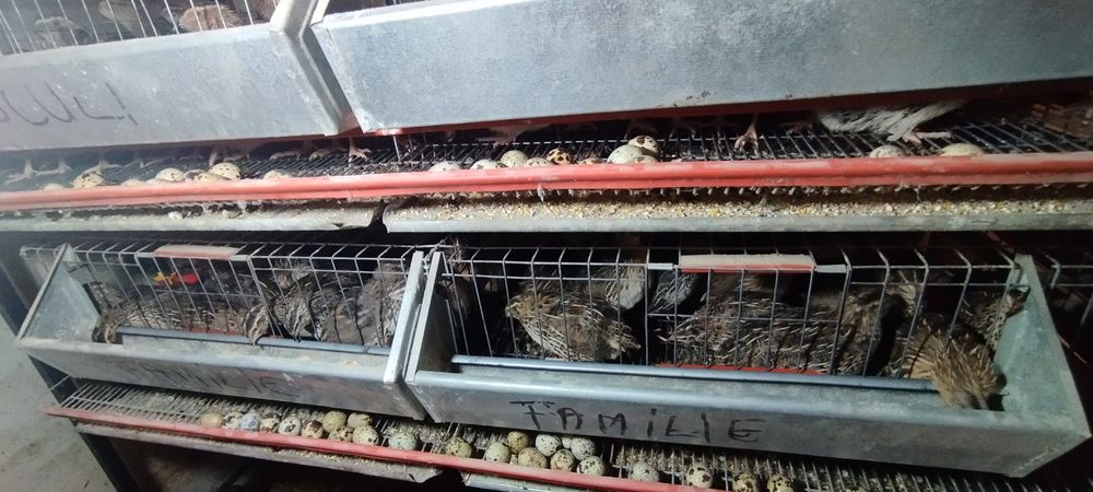 Ouă de prepeliță