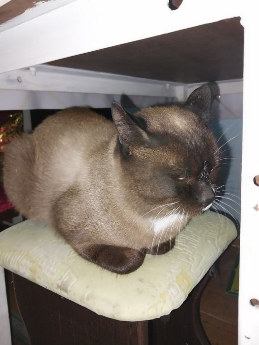 Ищем дом для кота