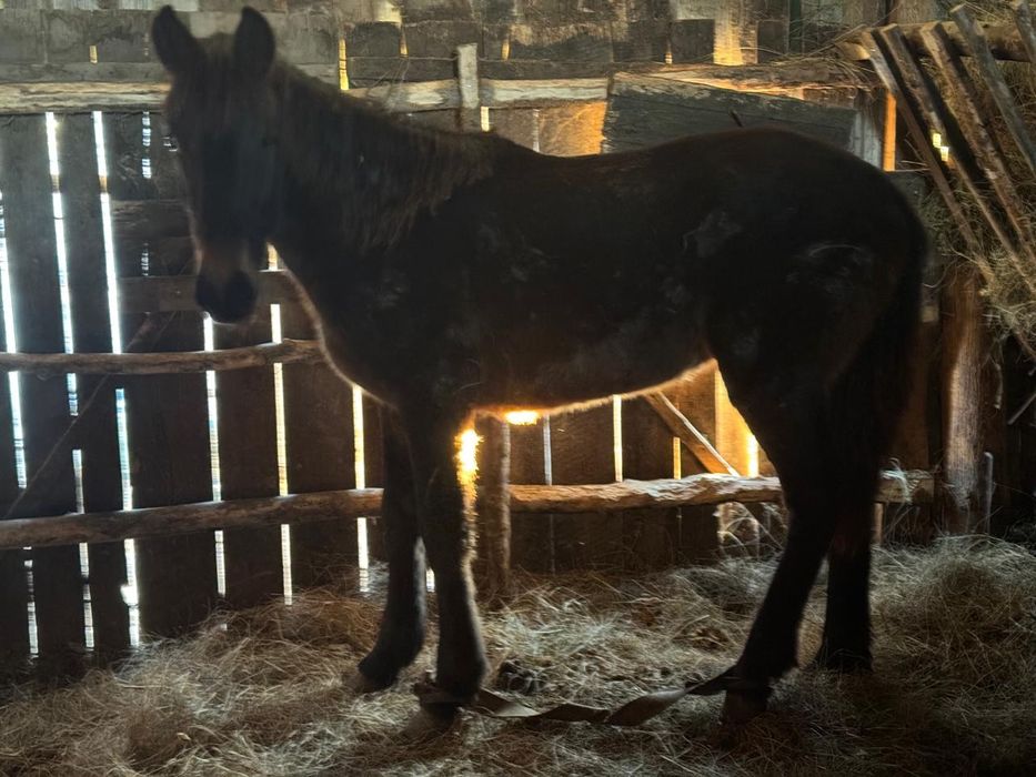 Продам тай на откорме