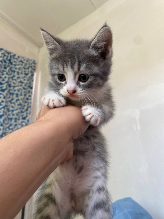 Породистый кошки 1.5 месяцев