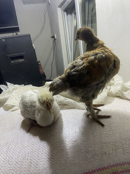 Vand pui crescuți la țară