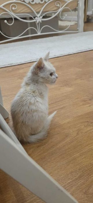 Котенок в добрые руки