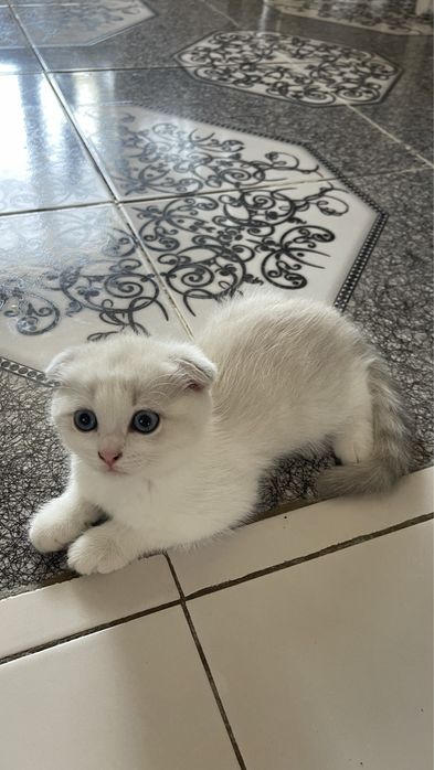 Шотландская вислоухая кошка 25000
