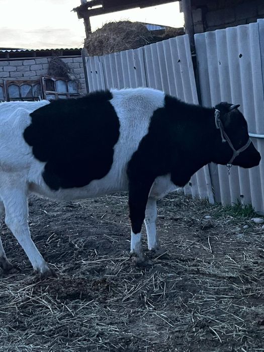 Ұрғашы мал сатылады