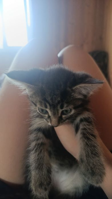 Отдам котят даром