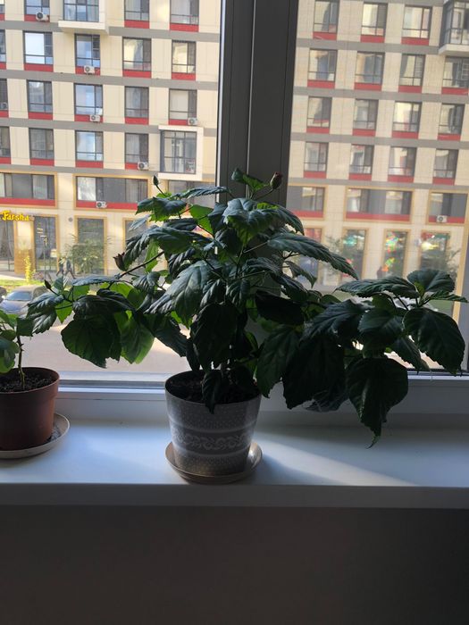 Продам цветы комнатные.