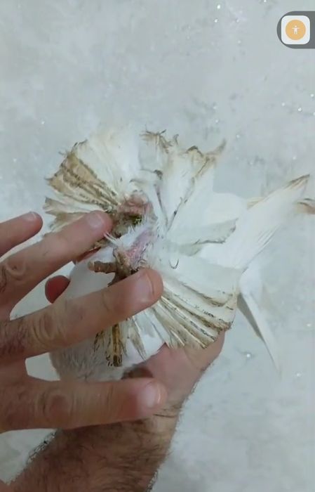 Продам голубей...