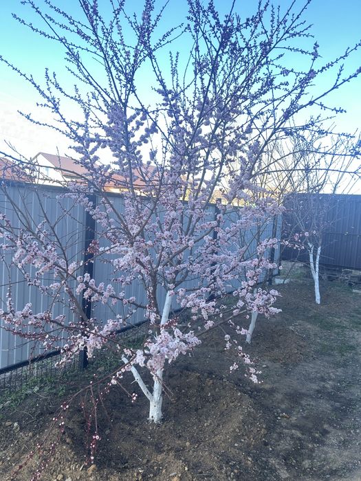 Продам частный дом