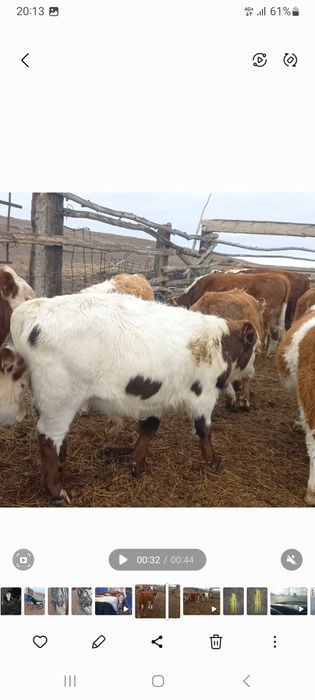 Подсос бұқалар сатылады