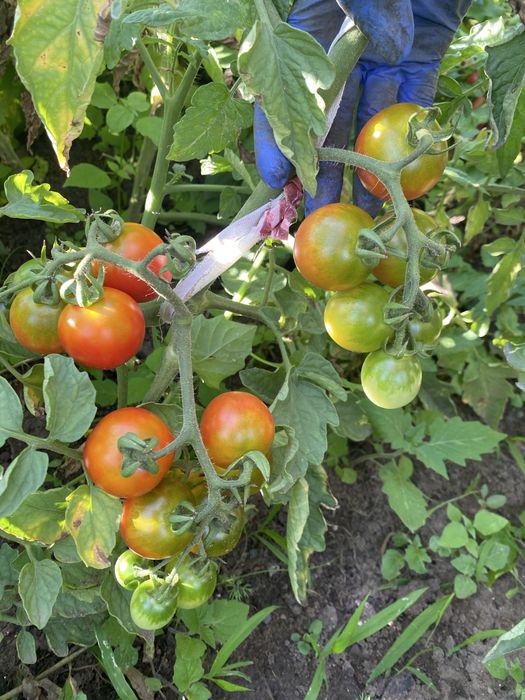 Продам семена томатов и острого перца