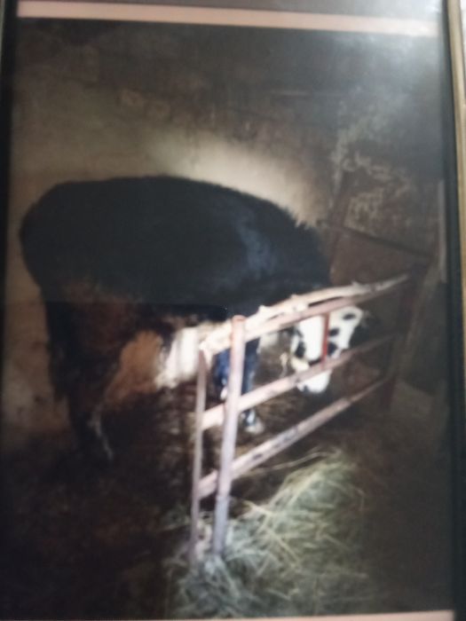 15 бас бұқа сатам