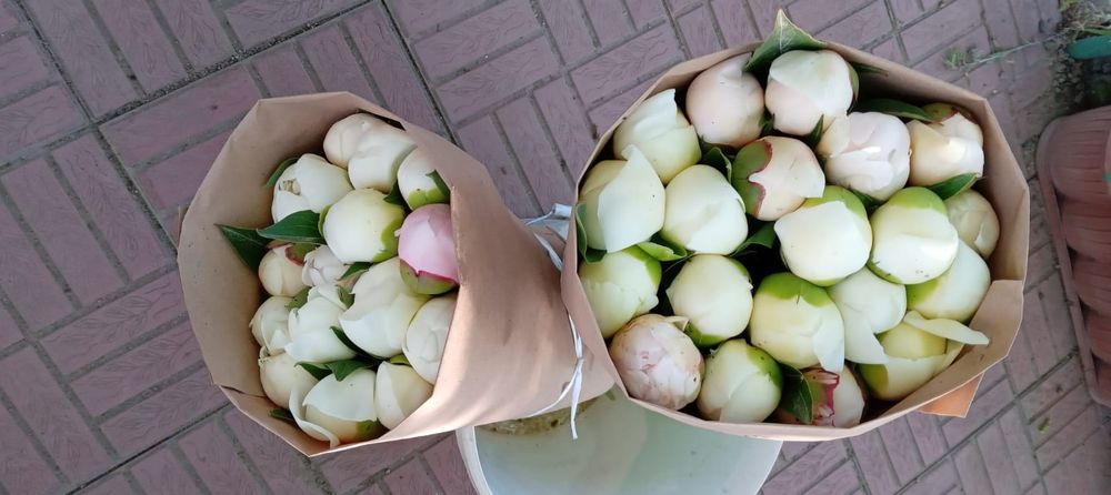 Пионы свежие ароматные