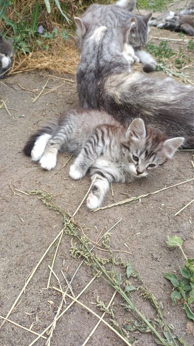 Отдам котят в добрые рыки