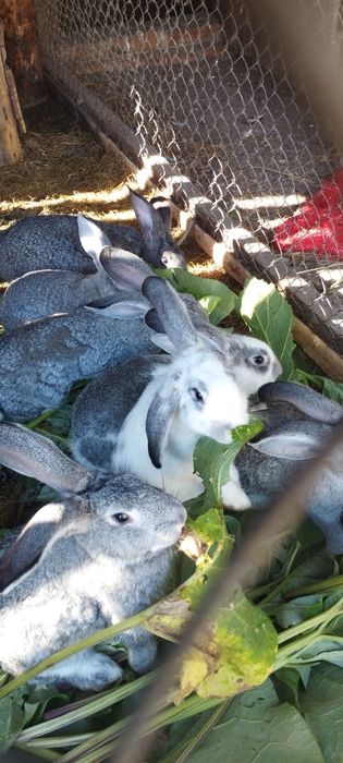 Продам крольчат три с половиной месяца