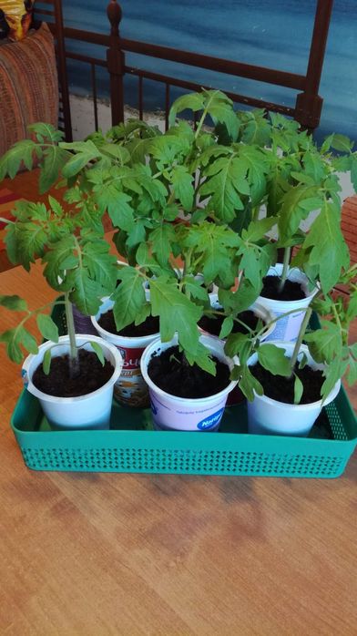 Рассада томатов, перца, огурцов, баклажан