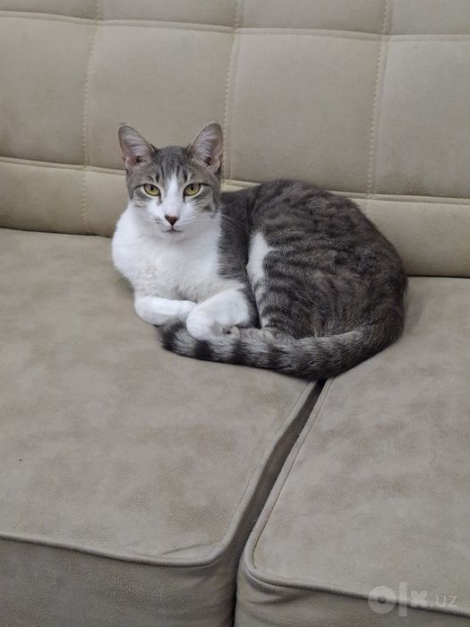 Котик мальчик кастрат
