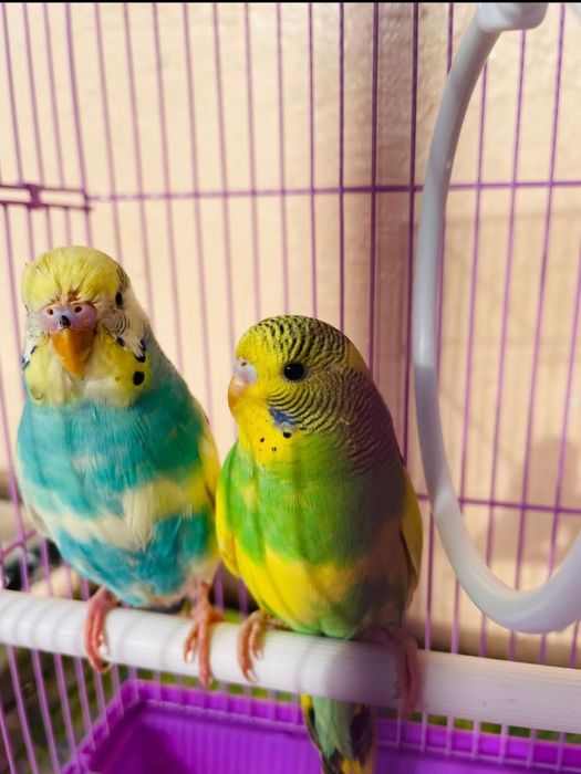 Попугай комплект с клеткой