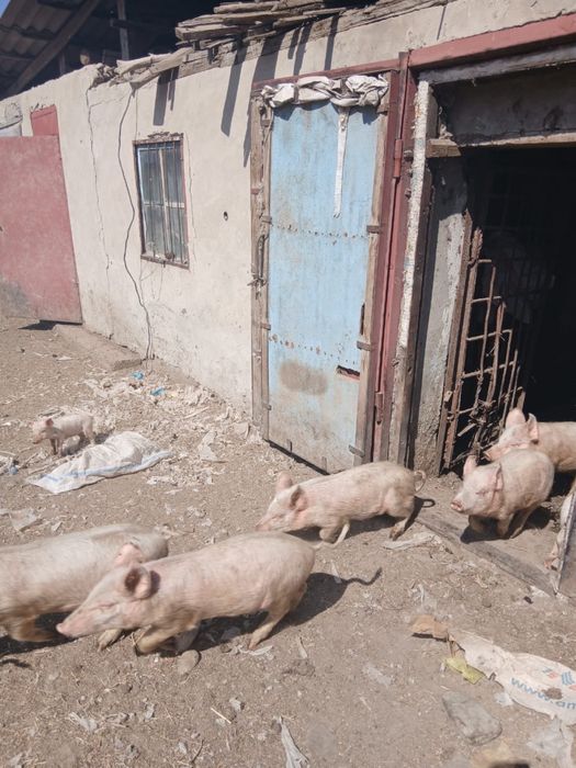 Продам поросят разных