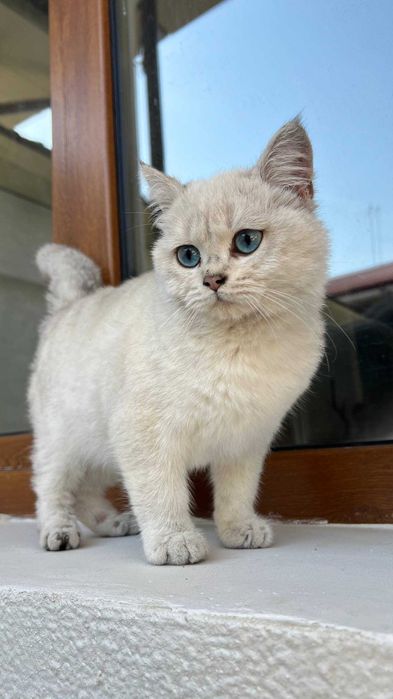 Point chinchilla shinshilla sotiladi