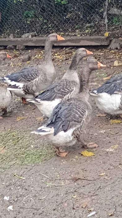 свободни гъски за продажба