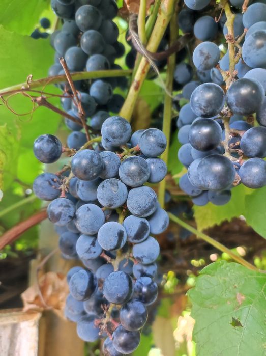 Продам винный  виноград Изабелла . 1 кг