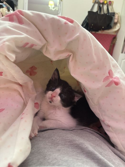Pui pisica adoptie